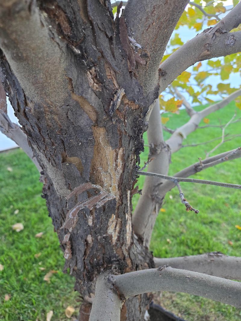 Damage Looks Different From Normal Peeling