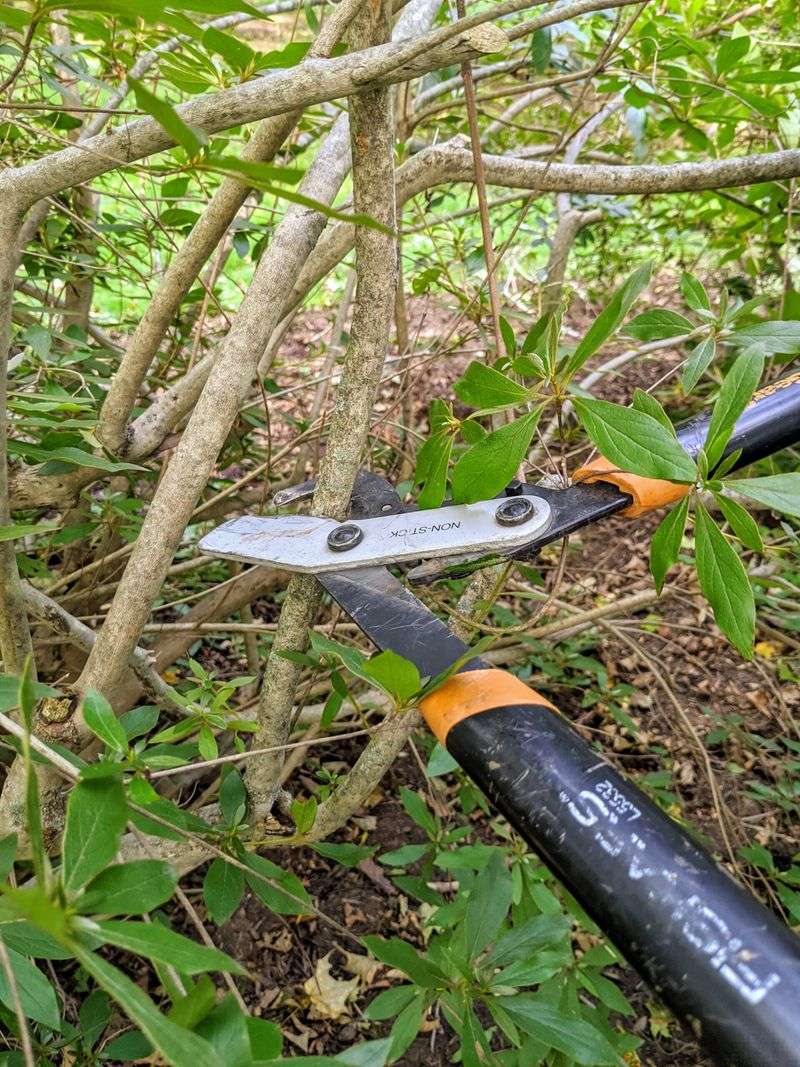 Damaged Branches Are An Important Exception To The Rule Damaged Branches Are An Important Exception To The Rule
