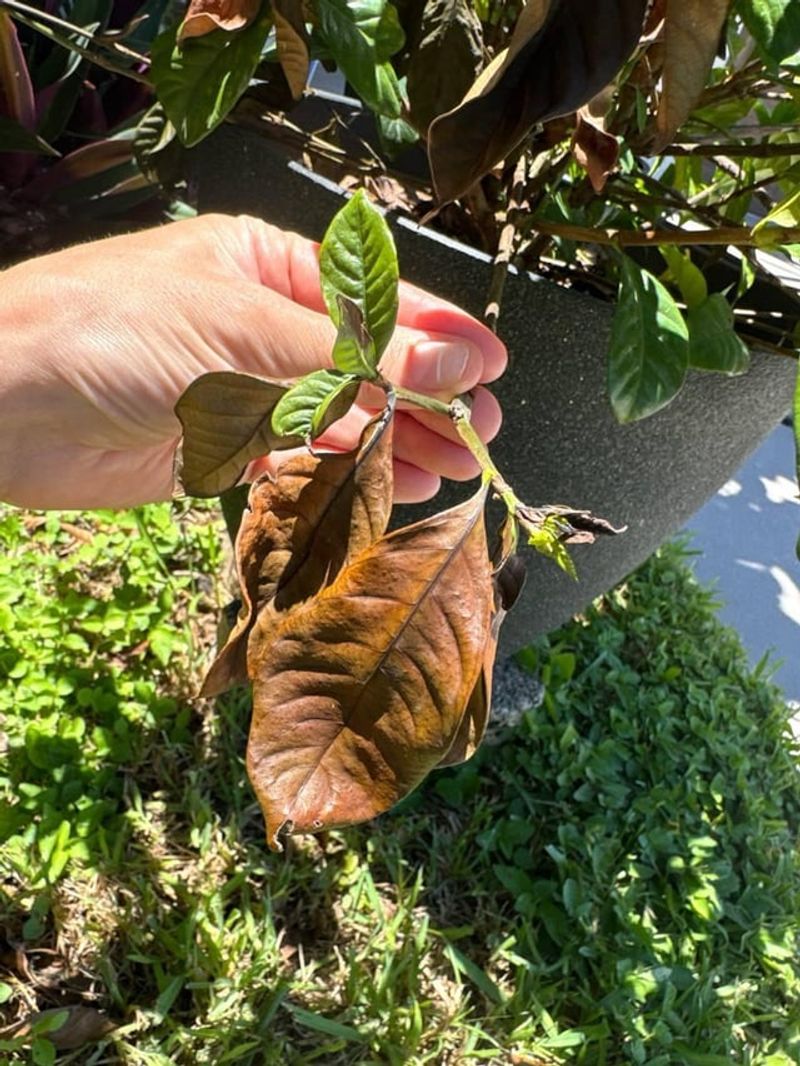 Damaged Branches Do Not Have To Wait