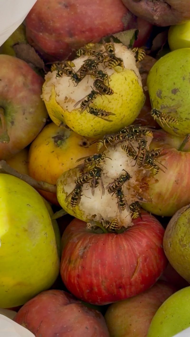 Damaged Fruit Attracts Them Quickly