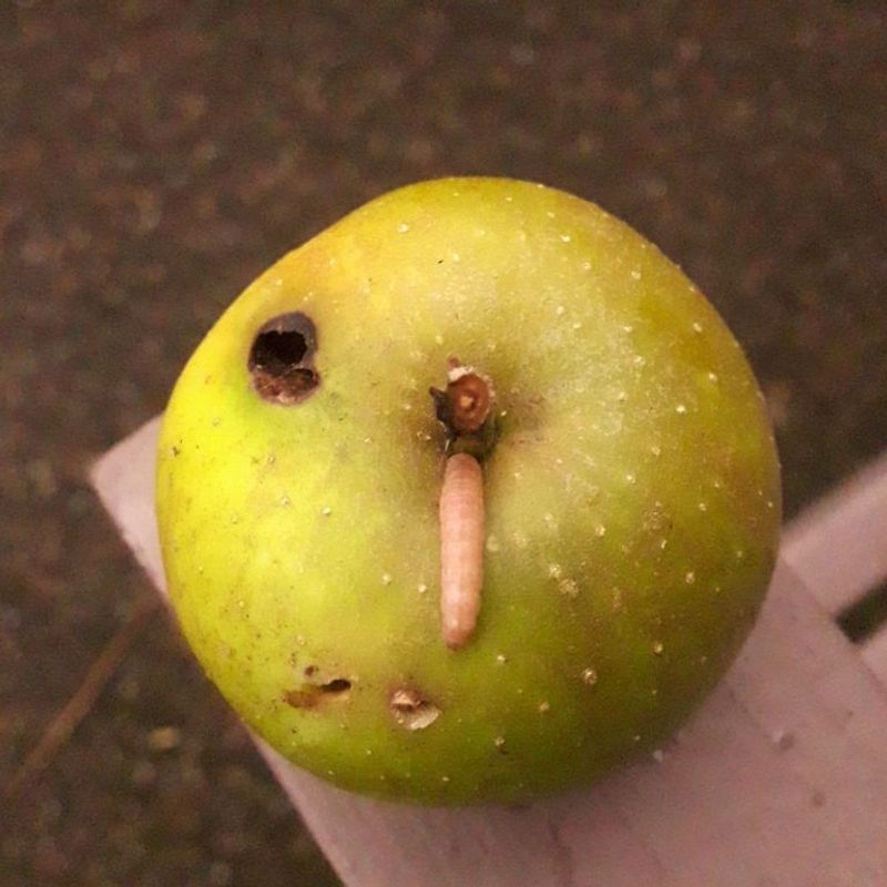 Damaged Fruit Can Harbor Fruit Pests Near Arizona Trees