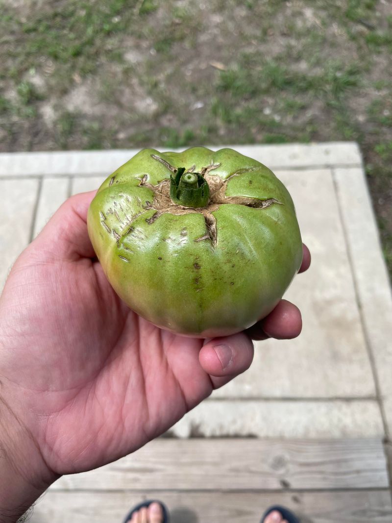 Damaged Fruit Rots More Easily