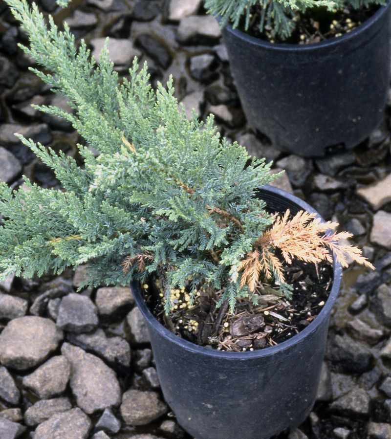 Damaged Twigs Can Become A Source Of Problems Damaged Twigs Can Become A Source Of Problems