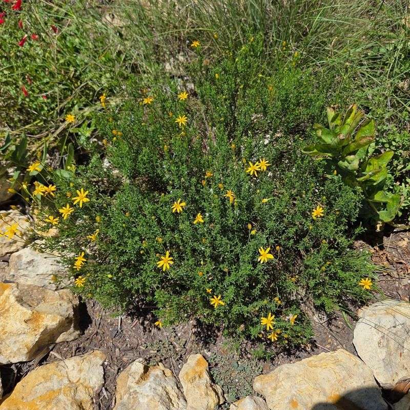 Damianita (Chrysactinia mexicana)