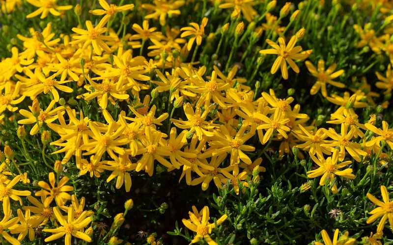Damianita Thriving in Arizona Sun (Chrysactinia mexicana)