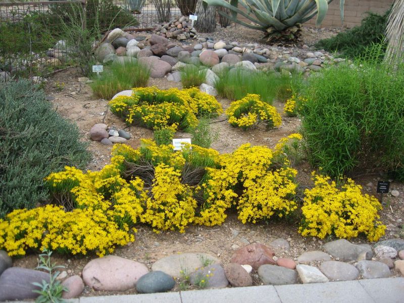 Damianita for Arizona Sunny Spots