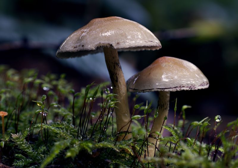 Damp Cool Nights Roll Out A Welcome Mat For Fungus Damp Cool Nights Roll Out A Welcome Mat For Fungus
