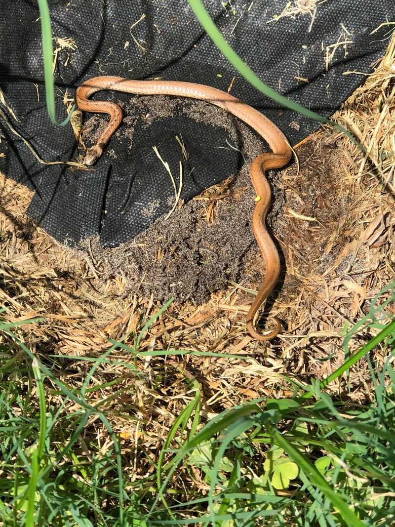 Damp Mulch Gives Small Snakes Cool, Hidden Cover Damp Mulch Gives Small Snakes Cool, Hidden Cover