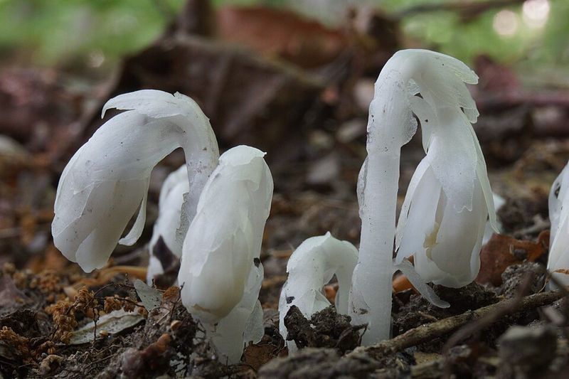 Damp Fall Weather And The Timing Of The Bloom