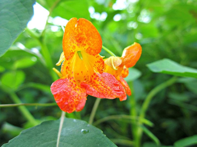 Damp Shady Areas Give This Native Plant A Good Home