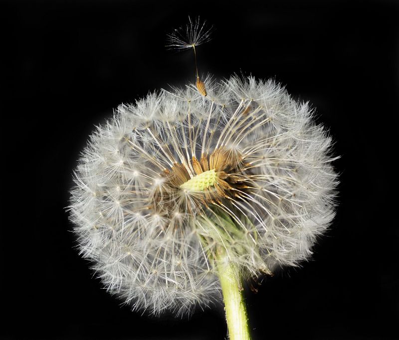 Dandelion Launches Fluffy Seed Parachutes Dandelion Launches Fluffy Seed Parachutes
