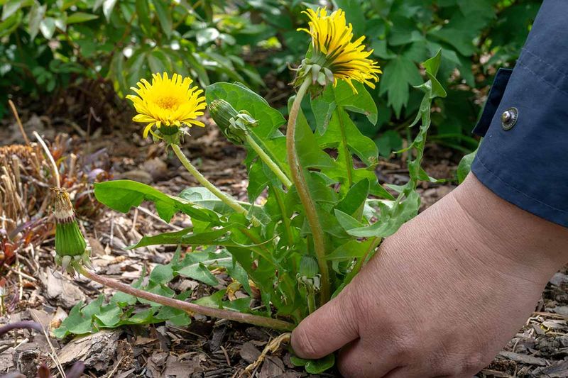 Dandelions Become Easier To Remove After Rain Dandelions Become Easier To Remove After Rain