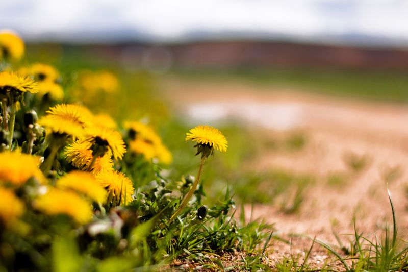 Dandelions Bounce Back From Their Deep Taproots