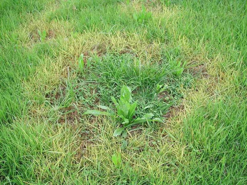 Dandelions Steal Water, Food, And Sunlight From Your Grass Dandelions Steal Water, Food, And Sunlight From Your Grass