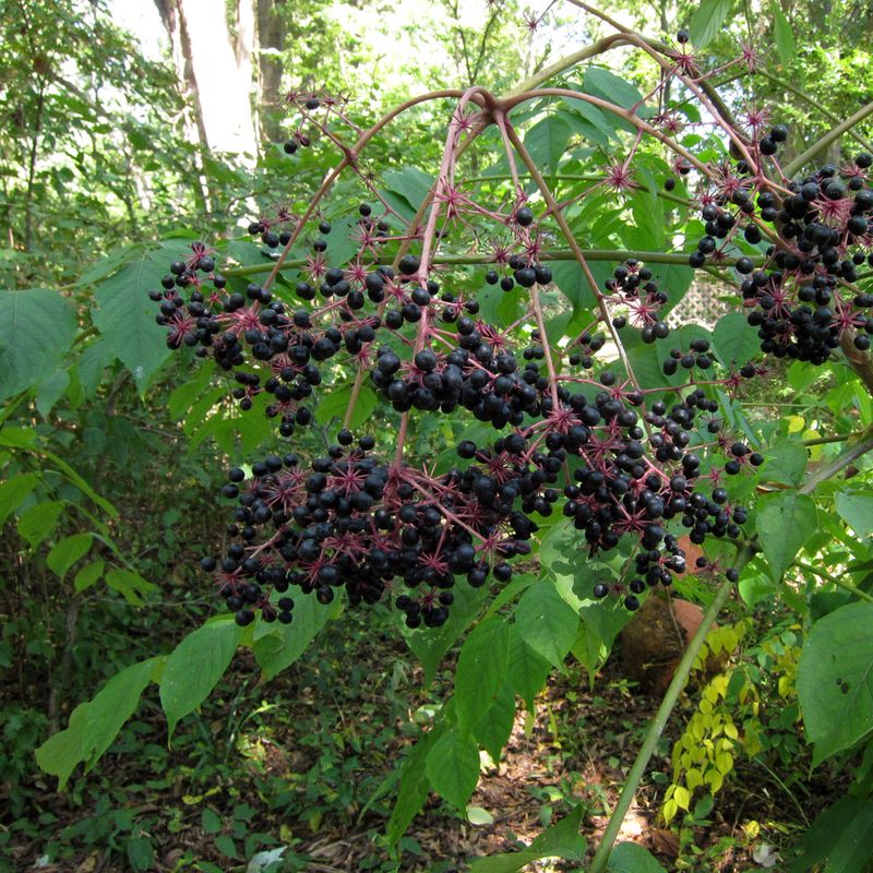 Dark Berries Add Another Distinctive Feature Later In The Season Dark Berries Add Another Distinctive Feature Later In The Season