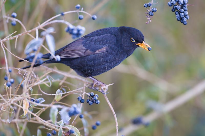 Dark Berries That Hitch Rides With Birds Dark Berries That Hitch Rides With Birds