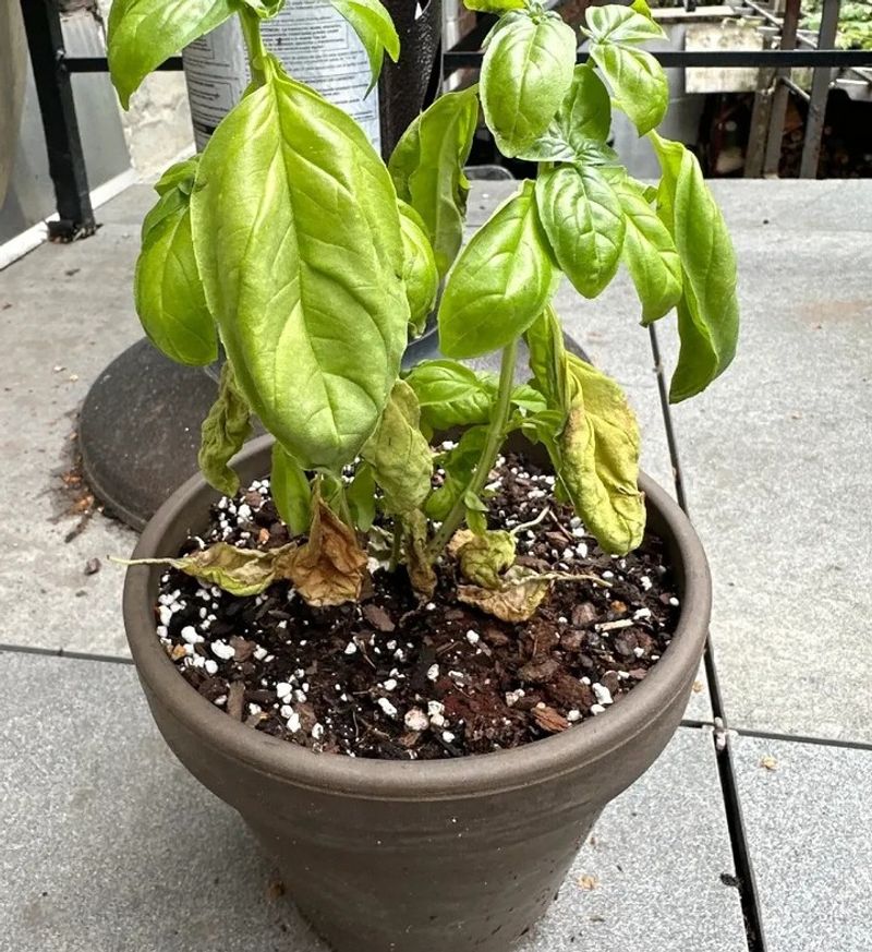 Dark Containers Can Get Hotter