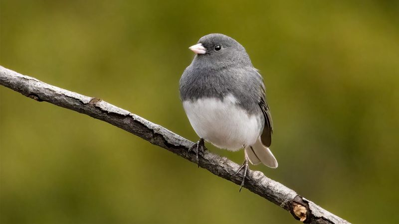 Dark-Eyed Junco