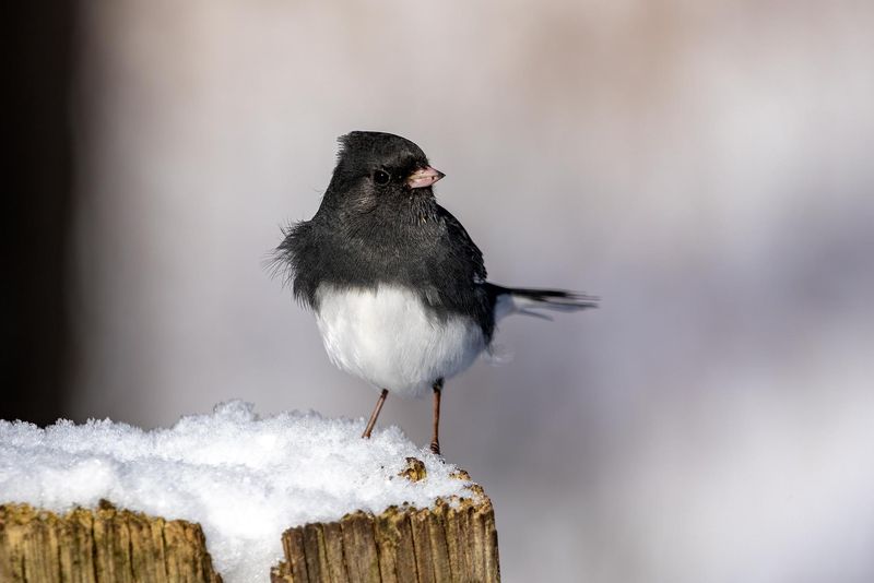 Dark-Eyed Juncos Return To Ohio For Winter Dark-Eyed Juncos Return To Ohio For Winter