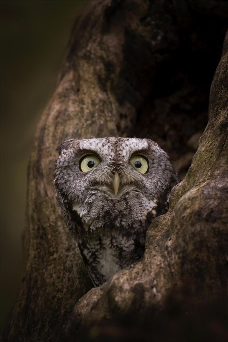 Dark Nights Give These Small Owls A Better Hunting Ground