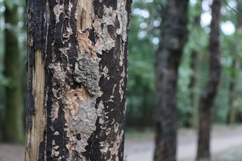 Dark Patches On Bark And Leaves Can Point To Trouble