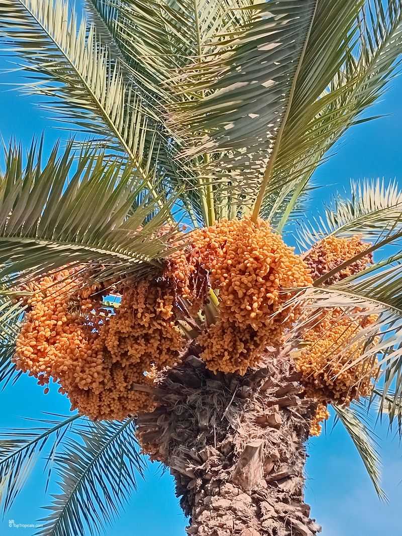 Date Palm Date Palm