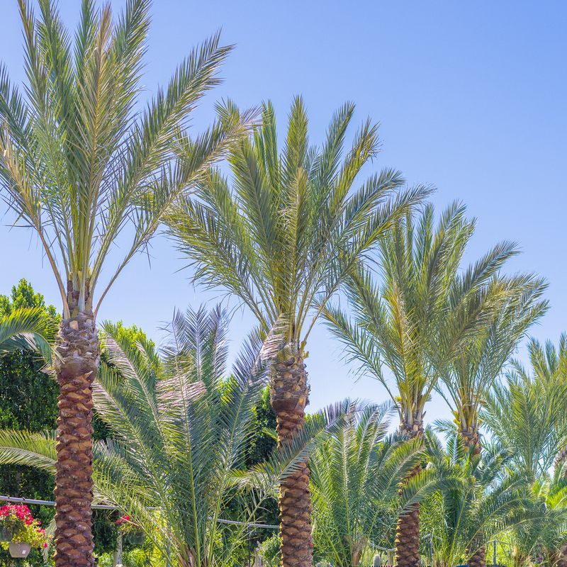 Date Palm