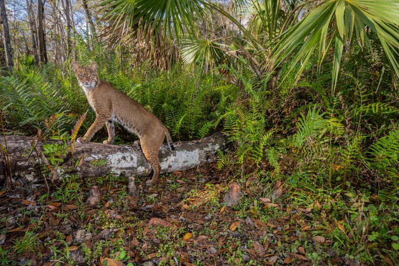 Dawn And Dusk Bring Bobcat Traffic Closer To Home