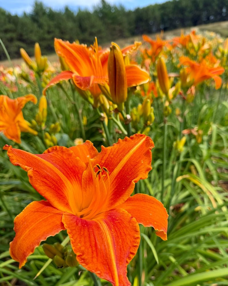 Daylilies