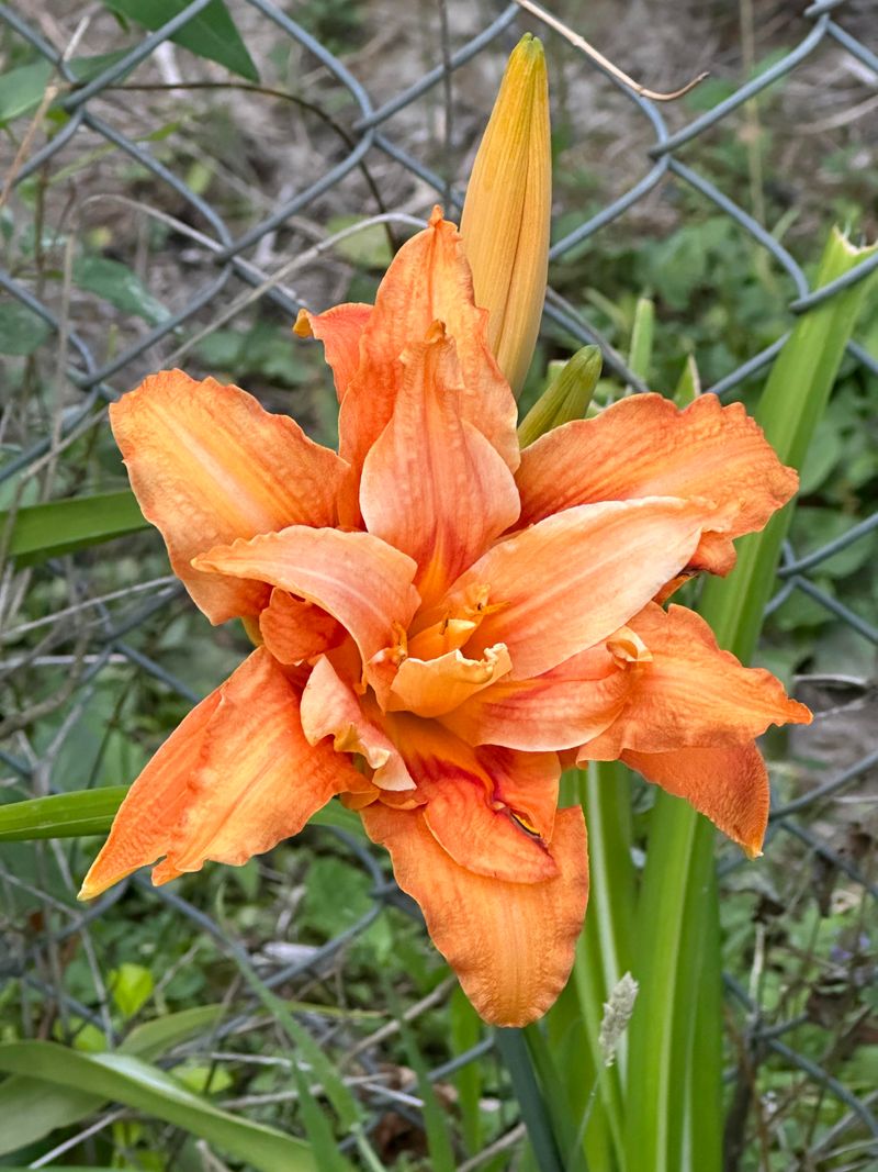 Daylilies Bring Warmth Beside Purple Coneflowers