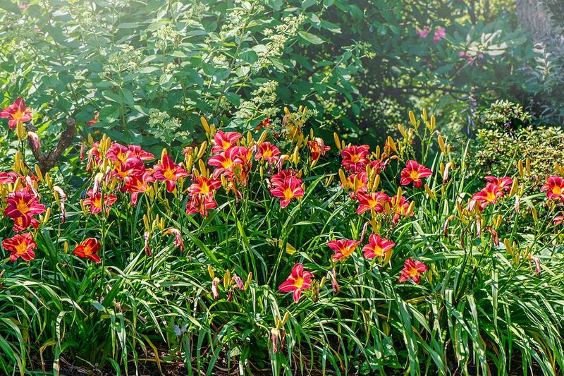 Daylilies (Hemerocallis) Daylilies (Hemerocallis)