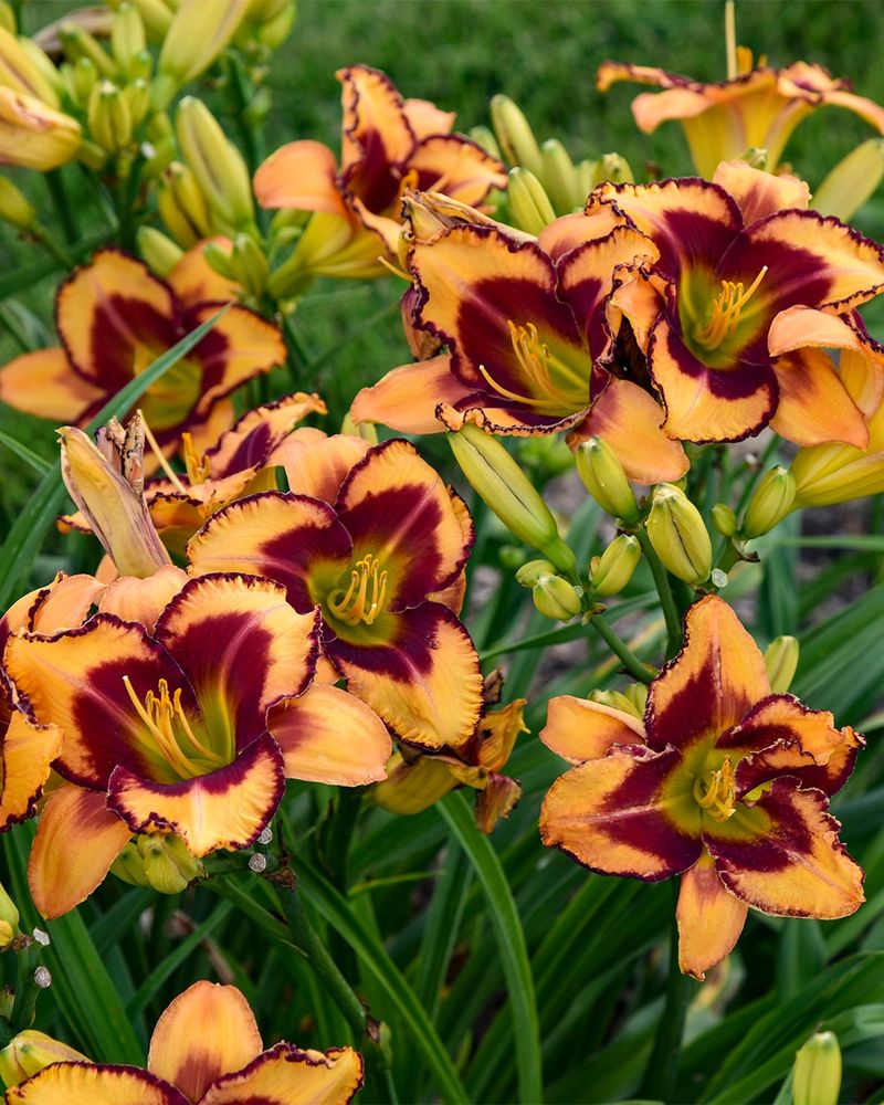 Daylilies Provide Reliable Summer Color