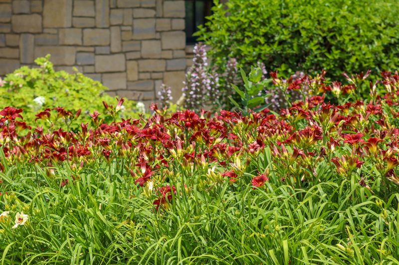 Daylilies That Crowded The Whole Bed Daylilies That Crowded The Whole Bed