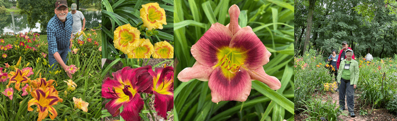 Daylilies in Wisconsin