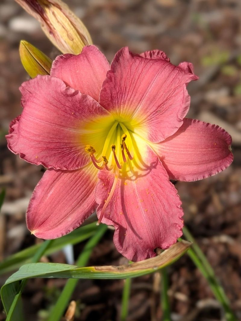 Daylily