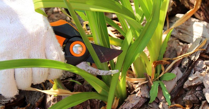 Daylily Leaves Tidy Up Easily Once Faded
