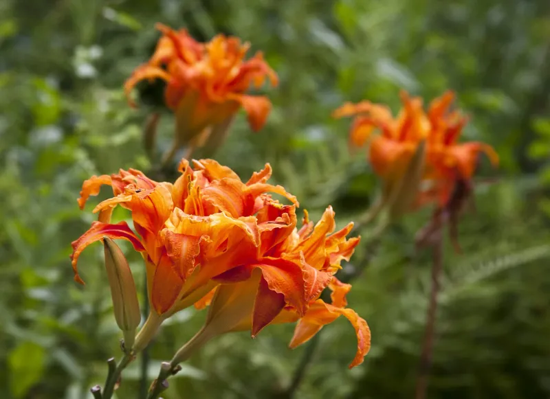 Daylily 
