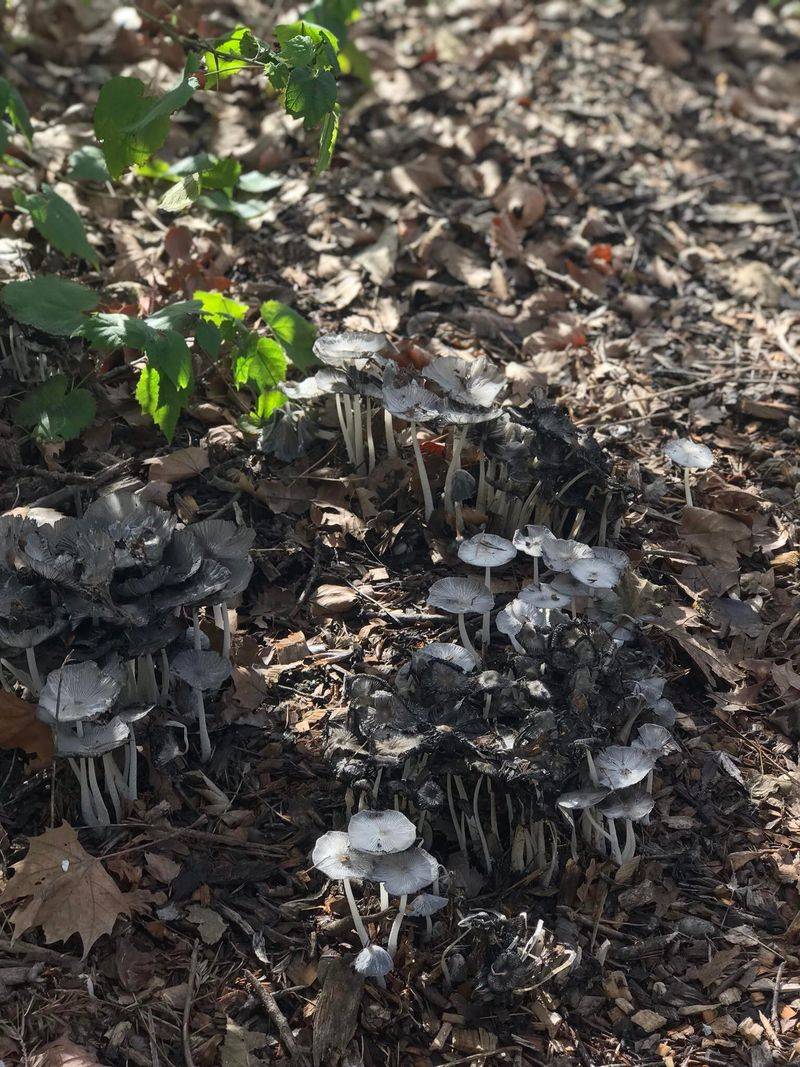 Decaying Leaves And Mulch Give Fungi Something To Break Down Decaying Leaves And Mulch Give Fungi Something To Break Down