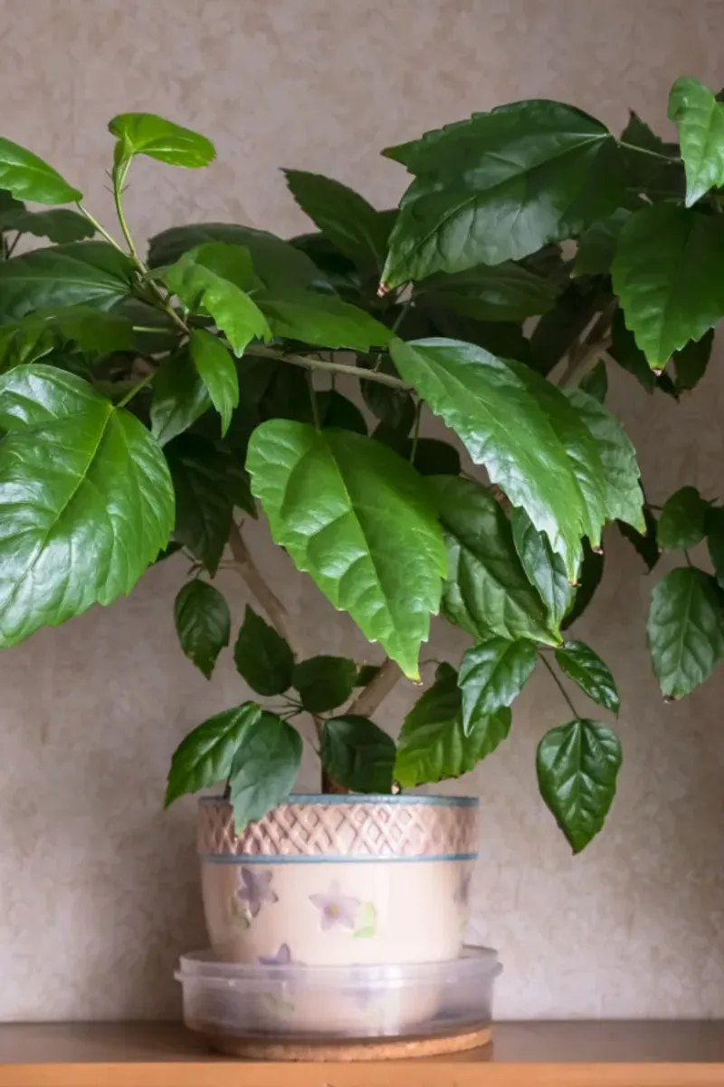 Decide Whether Your Hibiscus Will Grow Or Rest Indoors