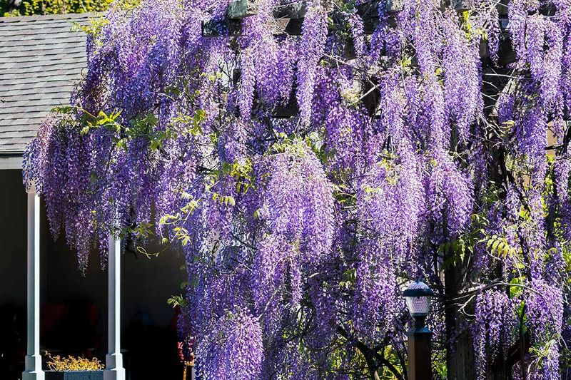 Decide whether the vine fits your fence and maintenance tolerance Decide whether the vine fits your fence and maintenance tolerance