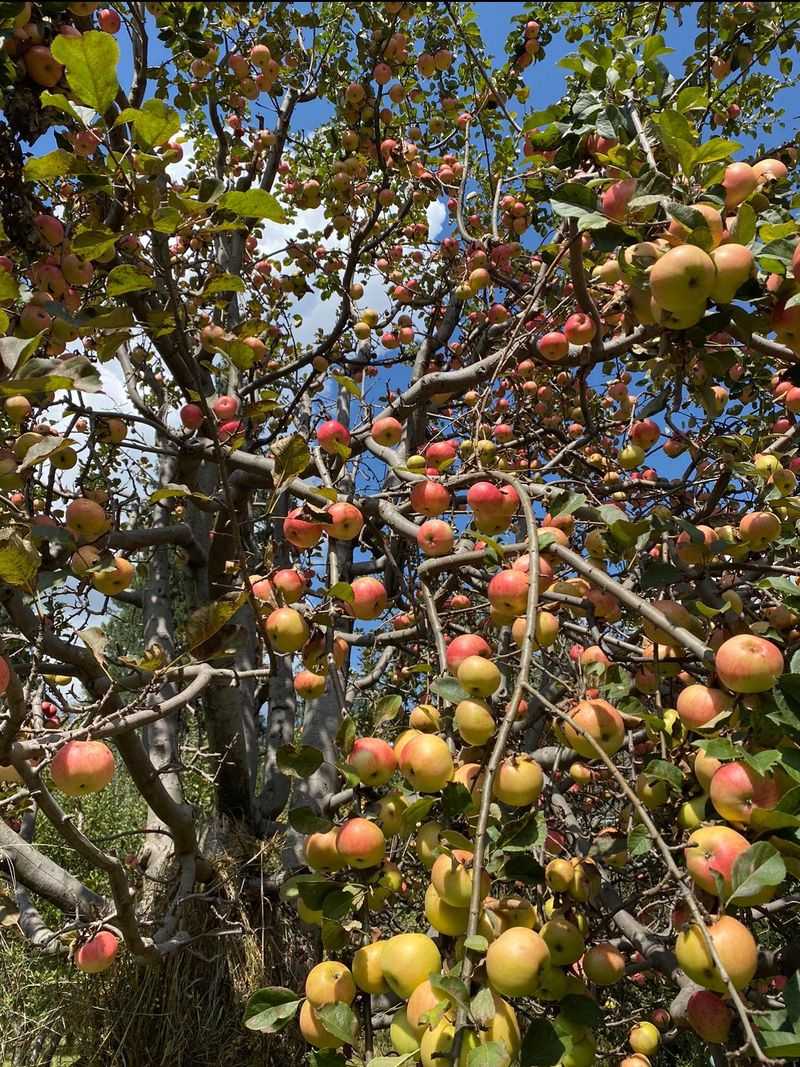 Deciduous Fruit Trees Appreciate The Extra Support
