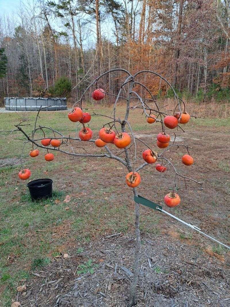 Deciduous Leaf Drop Is Completely Normal Deciduous Leaf Drop Is Completely Normal
