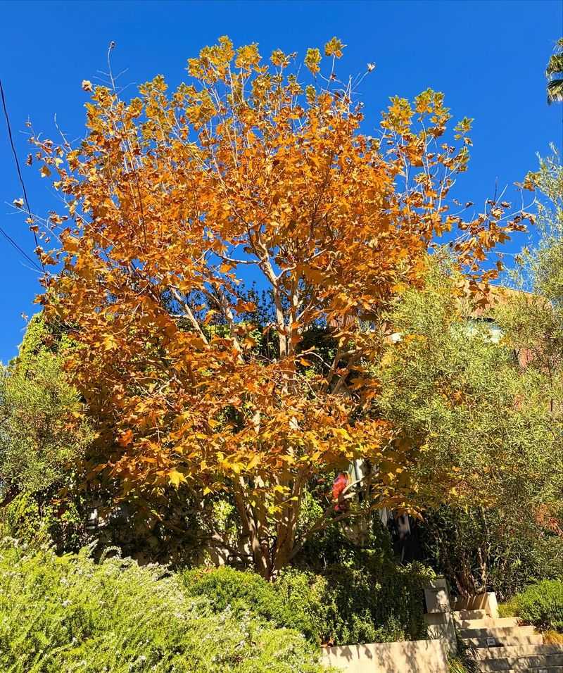 Deciduous Natives Drop Leaves On Cue