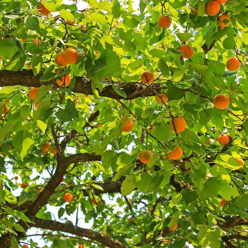 Deciduous Trees Still Do Best Bare Root Deciduous Trees Still Do Best Bare Root