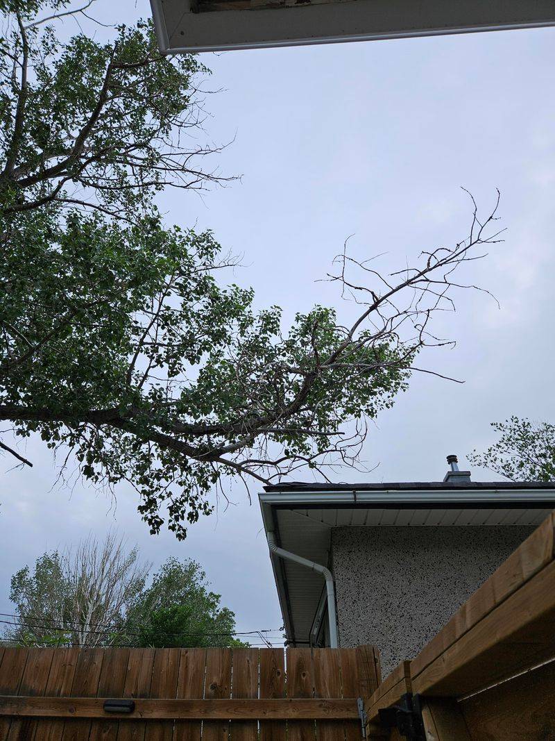 Declining Or Dangerous Branches May Be Treated Differently Declining Or Dangerous Branches May Be Treated Differently