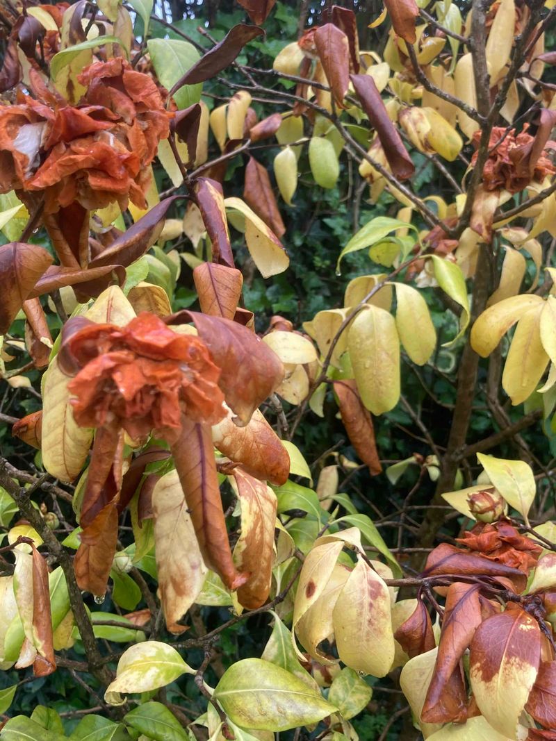 Declining foliage changes the level of concern Declining foliage changes the level of concern