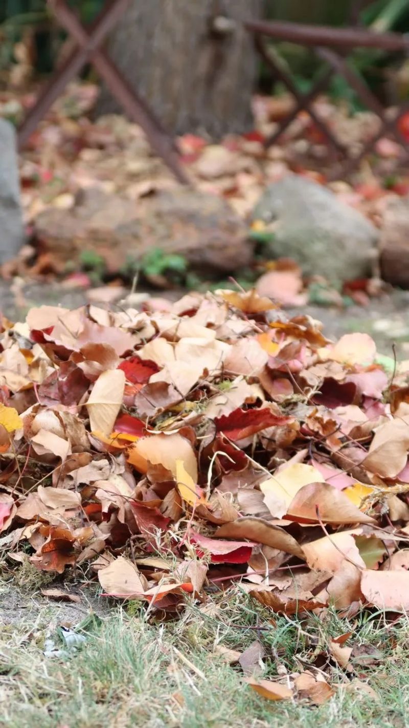 Decomposing Leaves Add Organic Matter