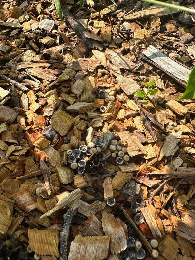Decomposing Wood And Mulch Feed Them Decomposing Wood And Mulch Feed Them