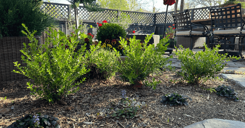 Deep, Consistent Watering