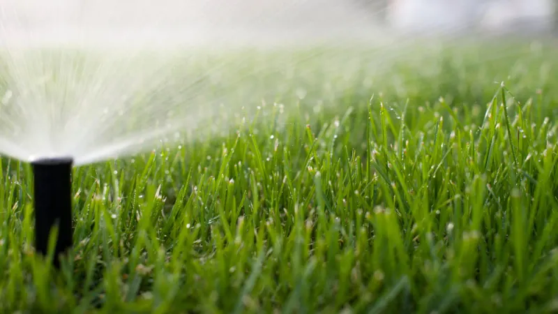 Deep, Infrequent Watering Sessions
